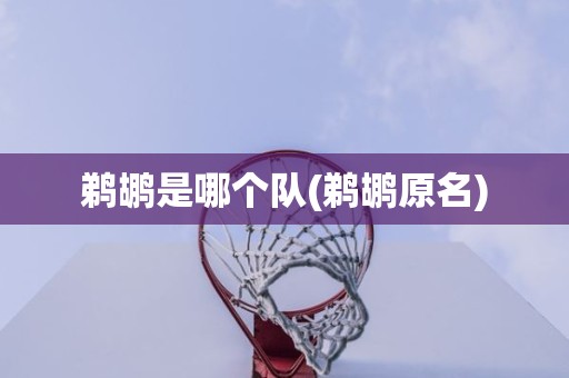 鹈鹕是哪个队(鹈鹕原名) 鹈鹕是哪个队(鹈鹕原名)